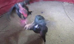 jjj 视频,探索其独特魅力与热门话题